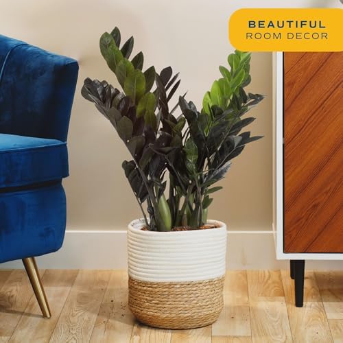 Costa Farms ZZ Plant, Live Indoor Plant, Air Purifying, Easy Care - Image 3