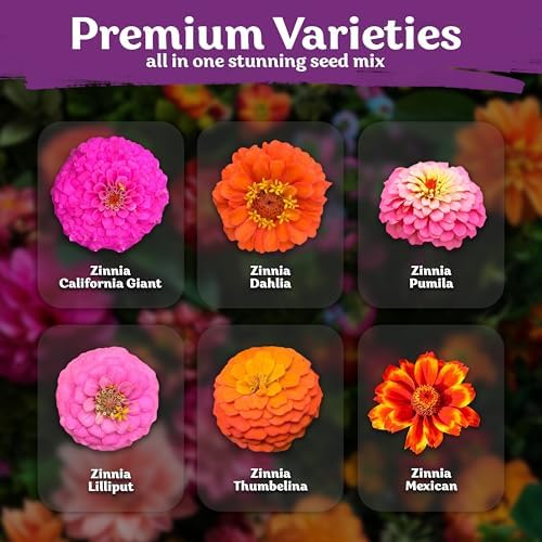 550 Crazy Blend Zinnia Heirloom Flower Seeds for Planting, Zinnia Elegans - Image 2