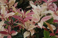 (1) - Noble Lady Fragrant Tea Olive (Qiannan Guifei) - Starter Plant (M) (1 Live Plant) by New+Life+Nursery+%26+Garden