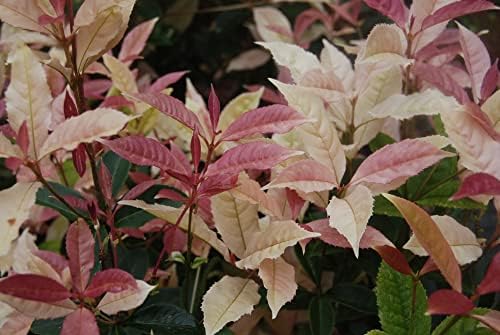 (1) - Noble Lady Fragrant Tea Olive (Qiannan Guifei) - Starter Plant (M) (1 Live Plant) by New+Life+Nursery+%26+Garden