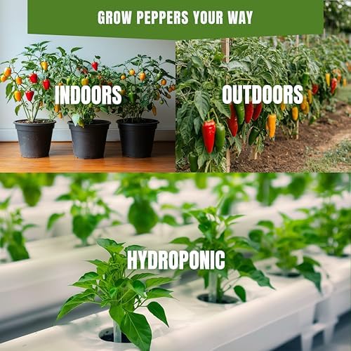 SproutMe Cubanelle Pepper 50 Seeds for Planting, Non-GMO Heirloom - Image 2
