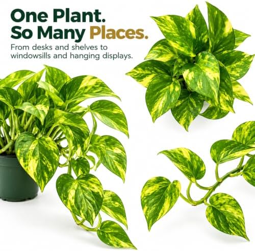 Golden Pothos Live Plant - 4 Inch Pot Classic Indoor Vine - Image 5