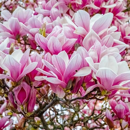 Saucer Magnolia Tree Live Plant, Cold Hardy Flower Tree, 6-12 Inch Tall - Image 2