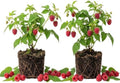 2 Red Raspberry Plants Live, Berry Bush, 4-8" Tall by PlantsSeedsBulbs