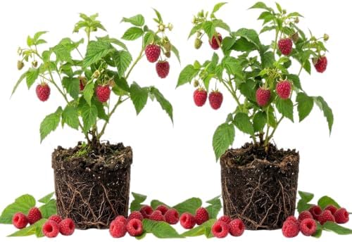 2 Red Raspberry Plants Live, Berry Bush, 4-8" Tall by PlantsSeedsBulbs