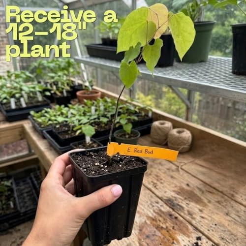 Live Eastern Redbud Tree for Planting, 6-10 Inch Tall in Quart Pot, Beautiful Ornamental Redbud for Home, Garden, Yard & Outdoor Landscaping, Low-Maintenance, Easy-Grow Starter Plant - Image 2
