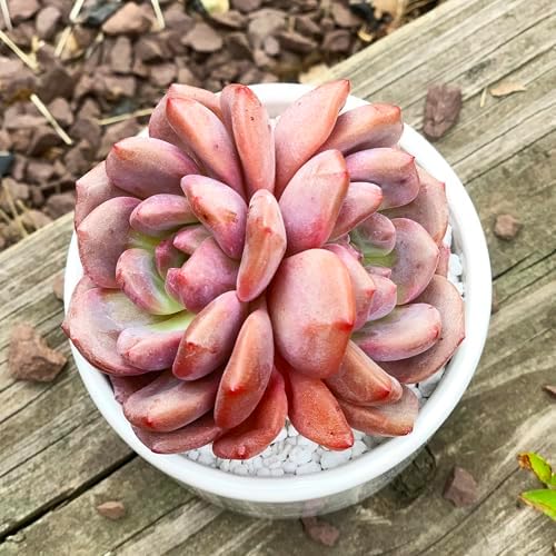 Echeveria Ariel Rare Live Succulent Plants, 2 Heads 3" Red, Bare Root Without Pot & Soil, Garden Indoor Office Desk Baby Shower Decoration, Friend Plant Lovers Gifts - Image 5