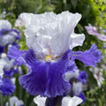 Eden Brothers Bearded Iris Bulbs - Fx Schreiner, 1 Bulb by EdenBrothers