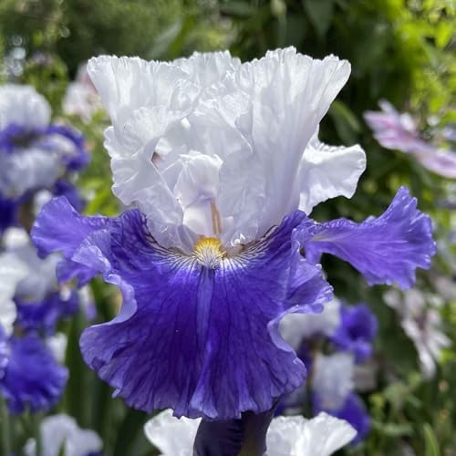 Eden Brothers Bearded Iris Bulbs - Fx Schreiner, 1 Bulb by EdenBrothers