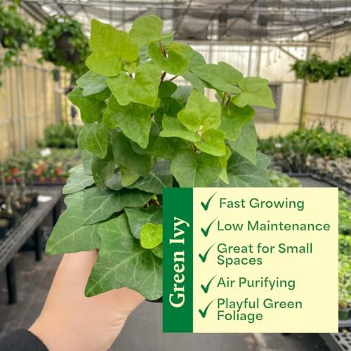 Live Hahn's Green Ivy Plant, Vining Indoor Plant, 4" Pot - Image 4