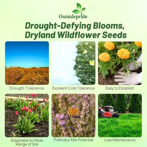 Outsidepride Dryland Wildflower Seed Mix - 1 lb. Colorful Blend of Drought Tolerant, Annual and Perennial Wildflower Seeds for Attracting Pollinators in Arid States & Xeriscapes - Image 2