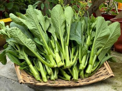 3500+ Yu Choy Sum Heirloom Vegetable Seeds for Planting - Image 2