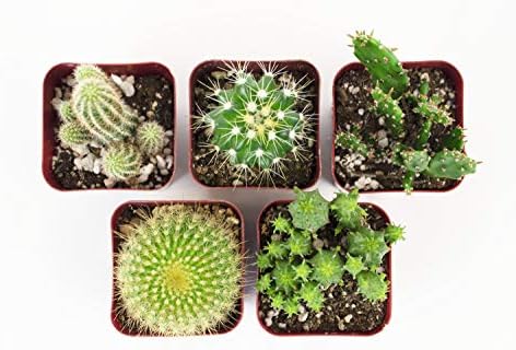 Shop Succulents | Can't Touch This Collection | Assortment of Hand Selected, Fully Rooted Live Indoor Cacti Plants, 5-Pack - Image 5