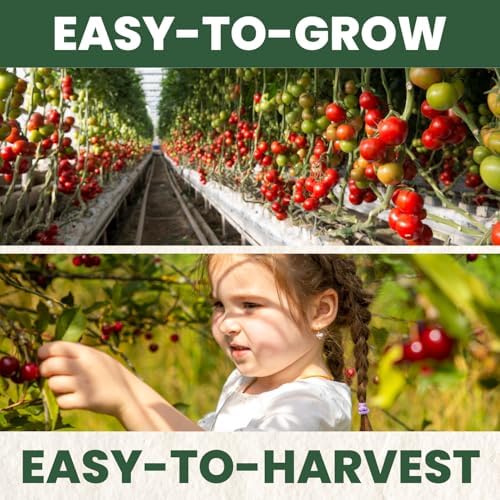 Cherry Tomato – 200 Premium Seeds for Planting – Sweet, Prolific, High-Yielding Heirloom for the 2026 Season – 600-Milligram Pouch - Image 5