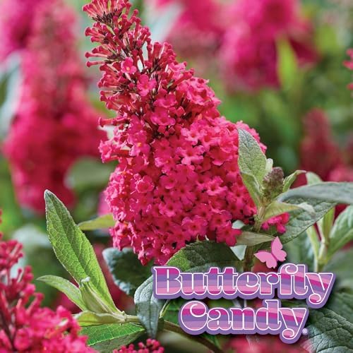 Perfect Plants Li'l Raspberry Butterfly Bush, 1 Gallon, Live Plant - Image 5