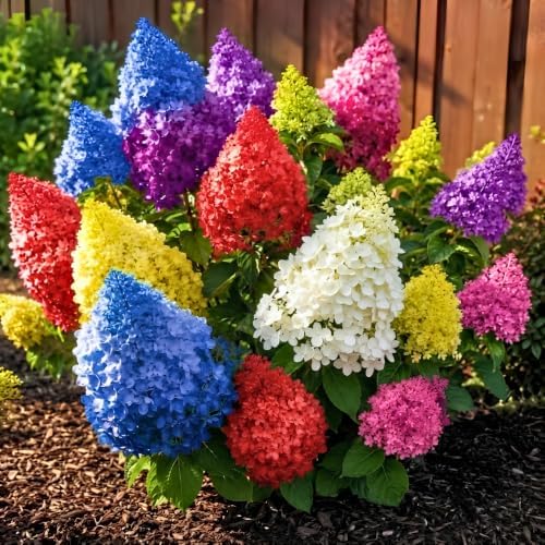 Rare Assorted Color Hydrangea Plant Live, Garden Bush, 5-9 Inch Tall - Image 2