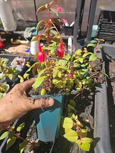 one Live Southgate Fuchsia Fuschia Plant (White/Pink) Bush Shrub Butterfly Hummingbird Attraction pollinator in a 5" Pot, Well Rooted Flowers semi-Shade - Image 2