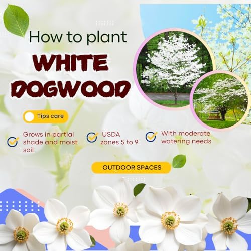 White Dogwood Tree Live Plant, Flowering Tree, 8-10 Inch Tall, Quart Pot - Image 6