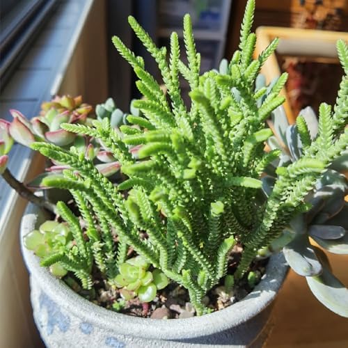 Sprout N Green Watch Chain, Live Crassula muscosa Succulent Plant Fully Rooted in 4" Pot, Home Office Indoor Outdoor Wedding Decoration DIY Projects Party Favor, Easy to Care, Keep Away from Pets - Image 4