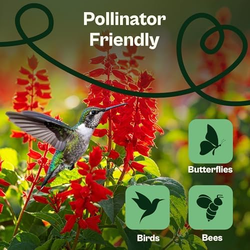 SVI 1000 Red Sage Seeds for Planting Outdoors (Salvia coccinea) – Scarlet sage, Deer Resistant Wildflower – Heirloom Flower Seeds to Plant Outside & Inside Garden, Beds, Containers - Image 4