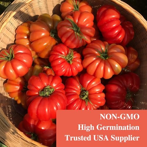 Groundio Beefsteak Tomato Seeds Non-GMO Heirloom Seeds, High Germination Indeterminate for Planting, Large Meaty Slicing Fruits, High Yield Summer Garden (Solanum lycopersicum) - Image 3