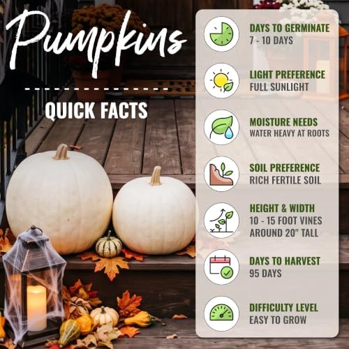 Seed Needs Lumina White Pumpkin Seeds to Plant Vegetables - 2 Packs - Image 4