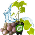 Carlos Muscadine Grape Vine (1-Pack) Live Plant by Wellspring Gardens by WellspringGardens