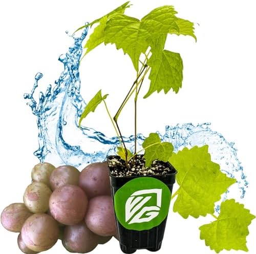 Carlos Muscadine Grape Vine (1-Pack) Live Plant by Wellspring Gardens by WellspringGardens