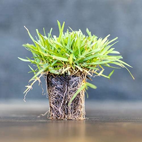 Zoysia Plugs - 50 Full & Lush Grass Plugs | Mature Roots | Individually Grown by TheLawnFarm