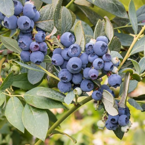 Northern Highbush Blueberry Live Plant, Edible Blueberries Plant, 4" Pot - Image 7