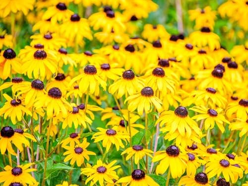 Greenwood Nursery: Live Perennial Plants - Black-Eyed Susan + Rudbeckia Fulgida 'Goldsturm' - [Qty: 5X Pint Pots] - (Click for Other Available Plants/Quantities) by GreenwoodNursery