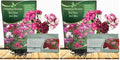 Outsidepride Sweet William Dianthus Seeds - 5000 Pcs. Perennial, Winter Hardy Wildflower Seeds w/Fragrant & Vibrant Blooms, Ideal for Pollinator Gardens, Cut Flowers & Colorful Landscaping (Pack of 2) by Outsidepride