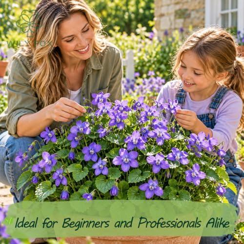 Violet Seeds for Planting, Viola philippica, Heirloom Non-GMO Violet Flower Seeds, High Germination Purple Perennial Viola for Shade Gardens Containers Borders and Woodland Gardens, 1600 Count - Image 2