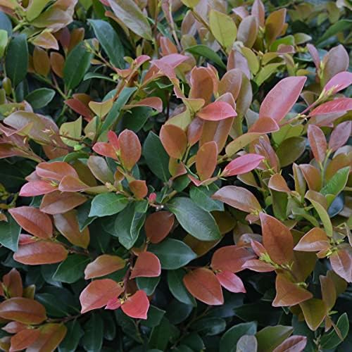 First Editions Linebacker Distylium, Live Evergreen Shrub, 3 Gallon - Image 2