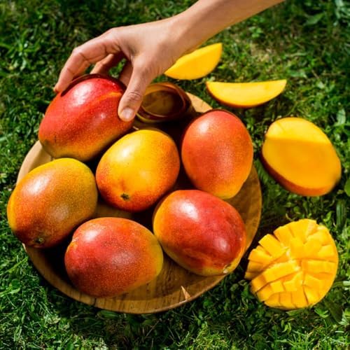 Grafted Haden Mango Tree – Live Tropical Fruit Tree – Classic Premium Variety – USDA Certified - Image 3