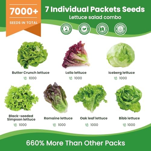 7 Variety Mix Lettuce Seeds - 7000+ Heirloom Lettuce Seeds for Planting Including Romaine, Butter Lettuce, Iceberg Lettuce, etc - Outdoor Hydroponics Gardens Fresh Leafy Green Vegetables Easy to Grow - Image 2