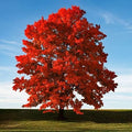 50+ Red Maple Seeds for Planting Outdoors - Heirloom Maple Tree Seeds (Acer rubrum) by CZGrain