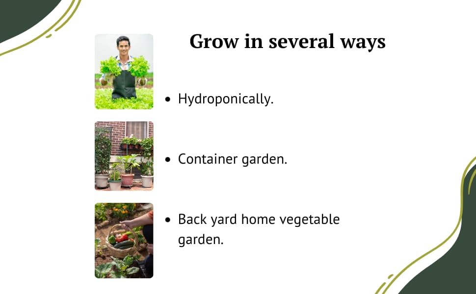 Vegetable Seeds for Planting Vegetables - Variety Salad Pack - Romaine Lettuce - Cherry Tomato - Cucumber - Bell Pepper! - Image 4