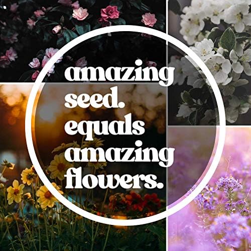 Mountain Valley Seed Co Wildflower Seeds Bulk - Meadow Wildflower Seed Mix - Image 6