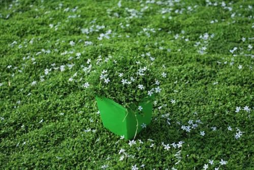 Perennial Farm Marketplace Isotoma fluviatilis (Blue Star Creeper) Groundcover, Size- 1 Quart, Bluish Flowers - Image 5