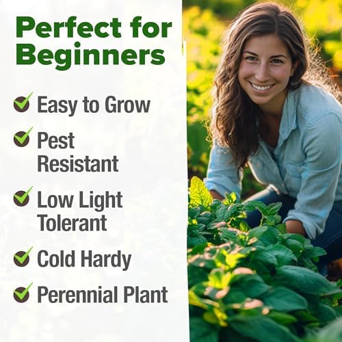 HOME GROWN Peppermint Seeds, 4,740 Seeds, Mentha x piperita - Image 4
