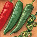 Garden Salsa Hot Peppers Seeds (((50 Seed Packet))) (More Heirloom, Non GMO, Vegetable, Fruit, Herb, Flower Garden Seeds at Seed King Express) by Unknown