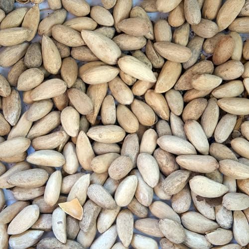 Neem Tree Seeds (Azadirachta Indica) Packet of 3 Seeds - Image 2