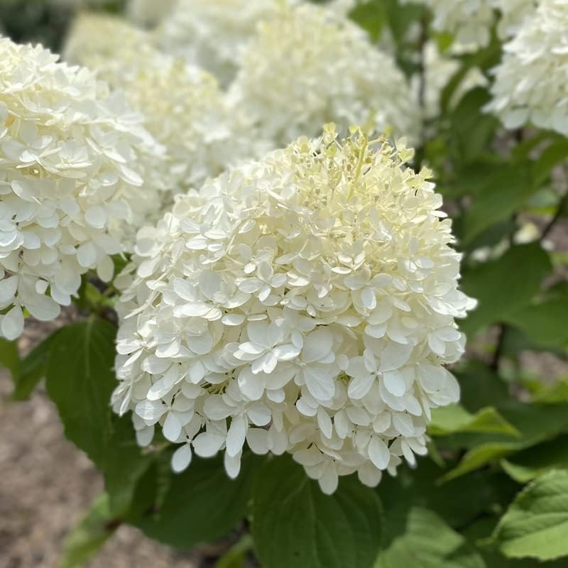 White Hydrangea Live Plant, 5-11 Inch Tall - Image 3