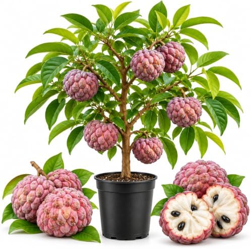Red Sugar Apple Fruit Tree, 2-3 Ft Tall, 3 Gallon Pot, Hardy Tropical Fruit Plant for Landscape, Backyard Orchard and Outdoor Garden (No Ship to CA, HI, AK) by GINGERGLOW
