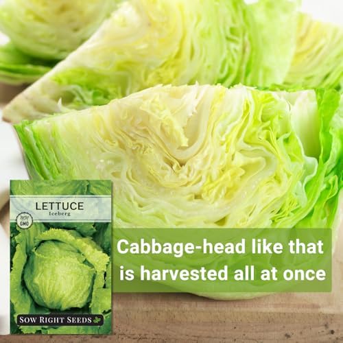 Sow Right Seeds - Iceberg Lettuce Seeds for Planting Crisp Head Variety 2pk - Image 5