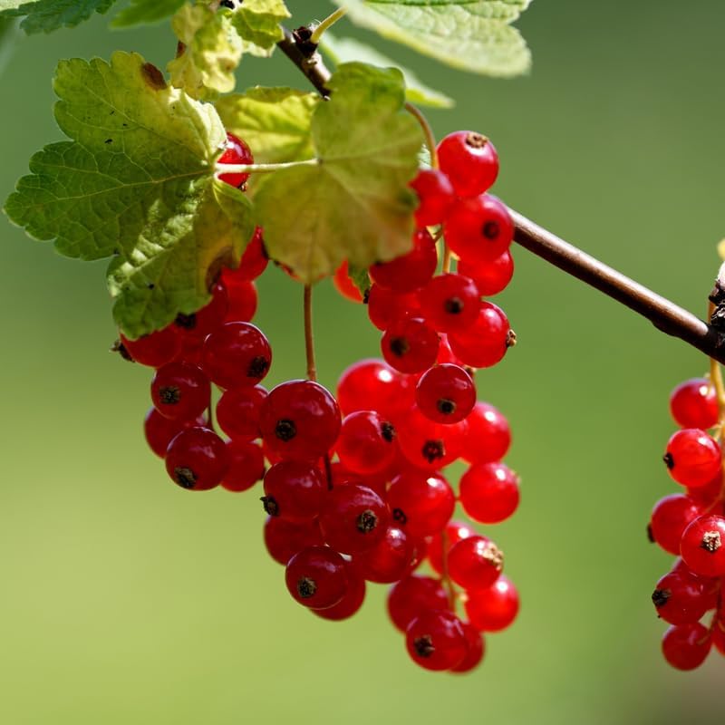 Red Currant Bush Live Plant, Sweet Berry Plant, 6-12 Inch Tall - Image 5