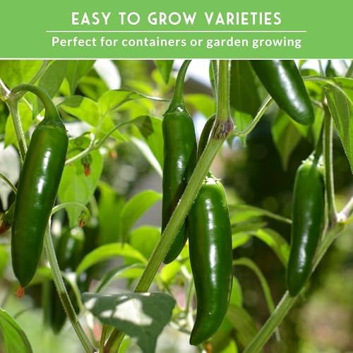 Pepper Seeds Collection - 4 Variety Pack for Planting - Image 6