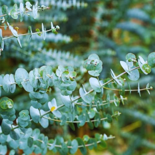 Silver Dollar Eucalyptus Plant Live, 10-16'', Ornamental Eucalyptus Tree - Image 3