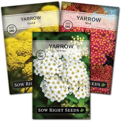 Sow Right Seeds - Yarrow Seed Collection for Planting Perennial Medicinal by SowRightSeeds